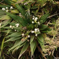Hedyotis plantaginifolia Arn.
